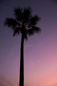 Palme, lila Himmel durch Sonnenuntergang und kleinen Mond.
