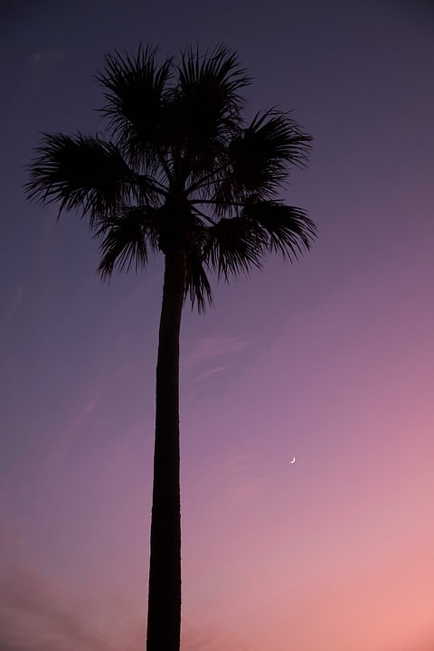 Palmboom, paarse lucht door zonsondergang en kleine maan. van <span class="secondary-font">Yvette Baur</span>