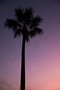 Palmboom, paarse lucht door zonsondergang en kleine maan. van Yvette Baur thumbnail