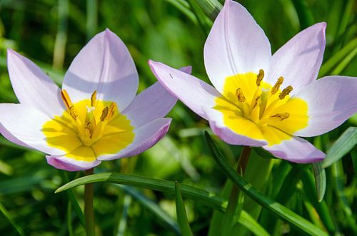 Flowers welcome the sun