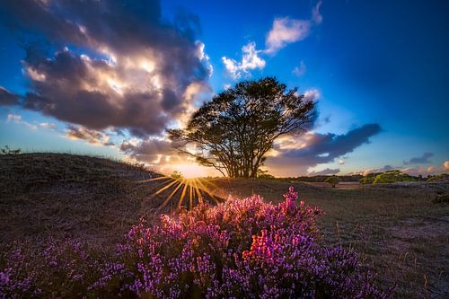 Heather catching the last rays