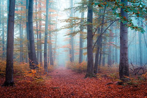 Brouillard dans la forêt d'automne