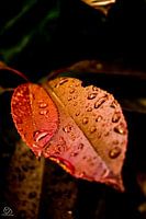 Autumn colours