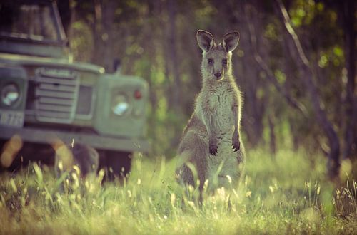 Joey, a young kangaroo in South Australia