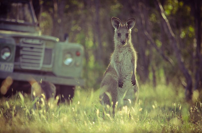 Joey, een jonge kangoeroe in Zuid-Australië van Sven Wildschut