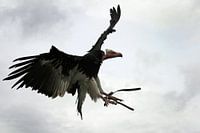 Roofvogel