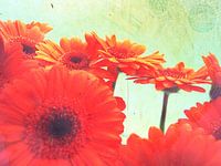 Gerbera