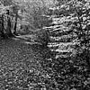 Wald mit Waldweg mit Herbstlaub bedeckt in schwarz und weiß von Jose Lok