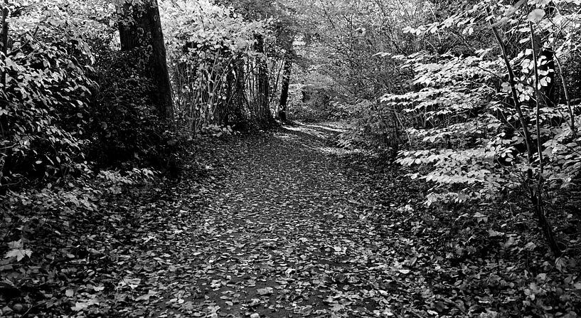 Forêt avec chemin forestier couvert de feuilles d'automne en noir et blanc par Jose Lok
