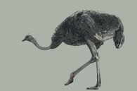 Lopende struisvogel van Awesome Wonder thumbnail