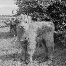 Petit veau Highlander fier de son tir en noir et blanc