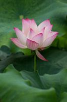 Lotus Flower