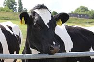 Koe, rund in de natuur. von Anja Kok Miniaturansicht