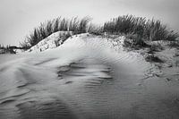 Terschelling dunes