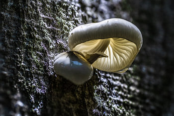 Porzellanschwamm mit fantastischem Licht