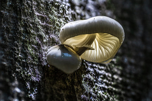 Porzellanschwamm mit fantastischem Licht