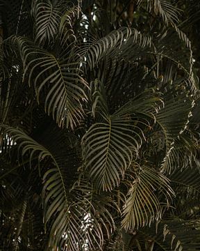 Botanische print in moody sfeer | Panama | Reisfoto van Expeditie Aardbol