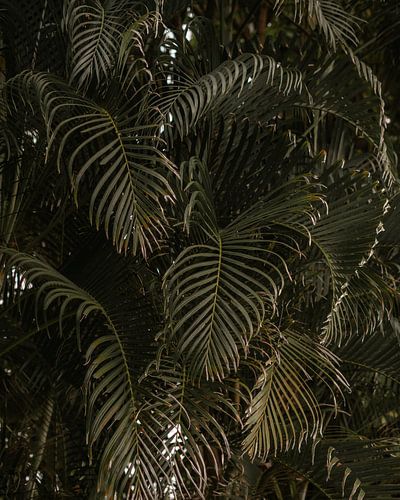 Botanische print in moody sfeer | Panama | Reisfoto