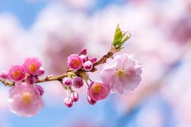 Macro photo of pink cherry blossoms of an ornamental cherry tree by ManfredFotos