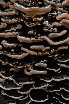 Paddenstoelen patroon van Jolijn Gommans