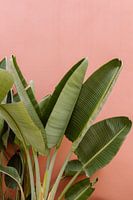 Botanical green against pink wall