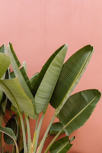 Botanisches Grün vor rosa Wand