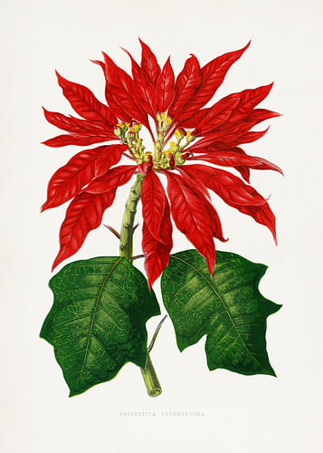 Illustration eines Poinsettia-Pulcherrima-Blattes