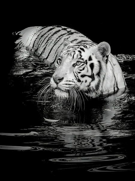 White Tiger by Yoga Pranata