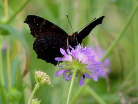 Black butterfly by Ben Hoftijzer