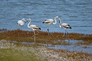 Witte Flamingo's bij Mari Ermi op Sardinië