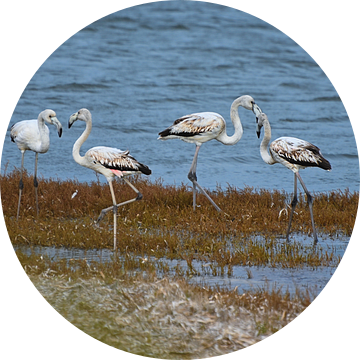 Witte Flamingo's bij Mari Ermi op Sardinië van Vinte3Sete