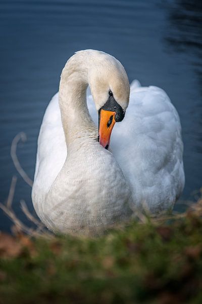 swan by Foto A de Jong