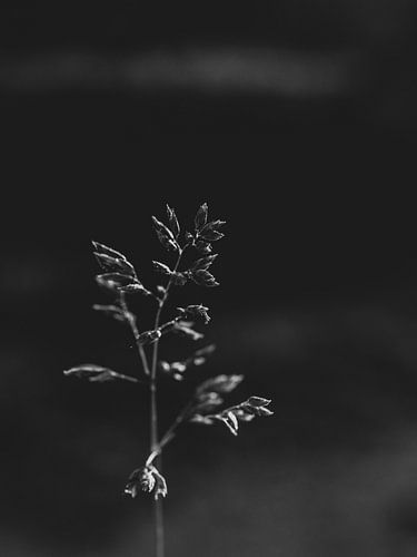 Black and White Grass