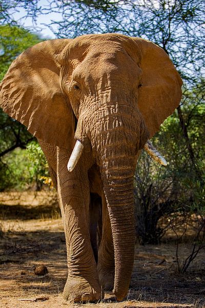 African Elephant by Peter Michel