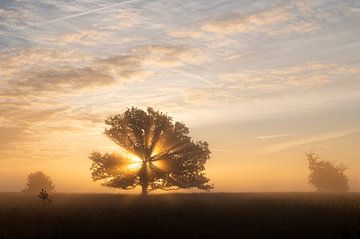 A golden morning II by Laura Vink