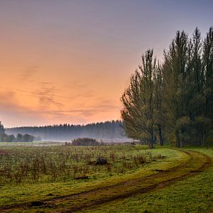 Zwei Hirsche am Waldrand