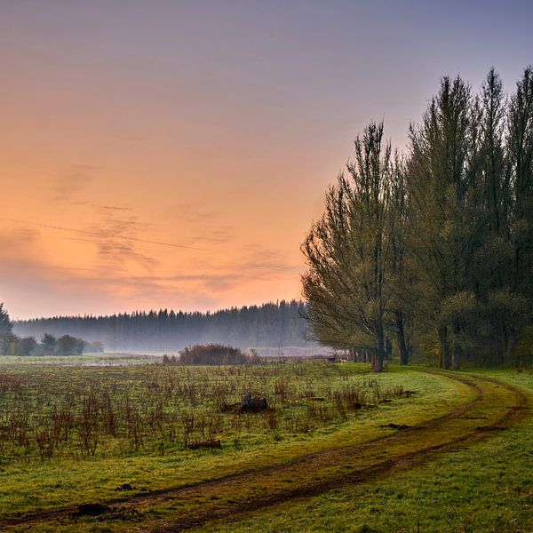 Zwei Hirsche am Waldrand von Jenco van Zalk