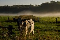 Koe in de herfst van Hans Peter Debets thumbnail