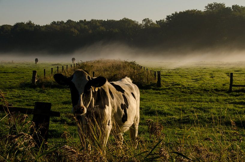 Koe in de herfst van Hans Peter Debets