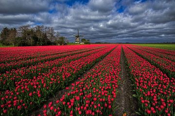 rows of red tulips with mill by peterheinspictures