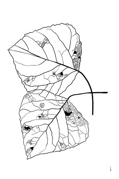 dessin numérique au trait du squelette d'une feuille par Ankie Kooi