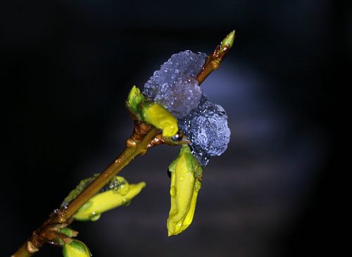 Forsythie von Bram van den Berg