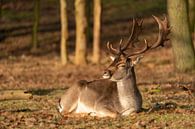 Deer by Nicole Jagerman thumbnail