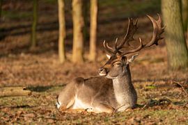 Rotwild von Nicole Jagerman