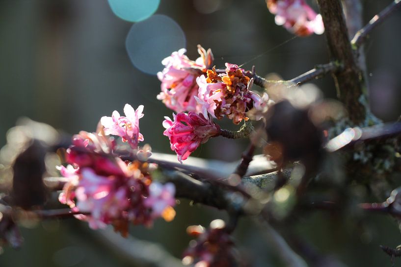 belle fleur de cerisier par Fabienne Lancee Fotografie
