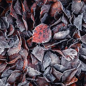 Foliage II - Birch leaves with hoarfrost by Daniela Beyer