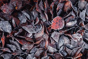 Feuillage II - Feuilles de bouleau avec givre