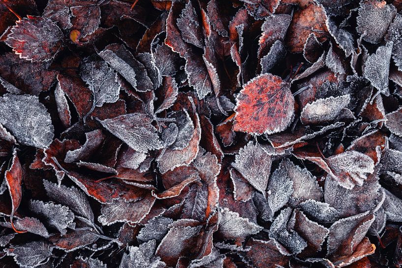 Blattwerk II - Birkenlaub mit Raureif von Daniela Beyer