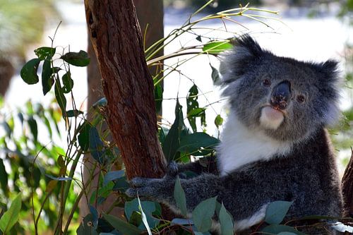 Een nieuwsgierige koala