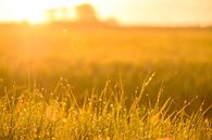 Sonnenaufgang über einem Feld mit Tau auf dem Gras an diesem frühen Frühlingsmorgen von Sjoerd van der Wal Fotografie Miniaturansicht